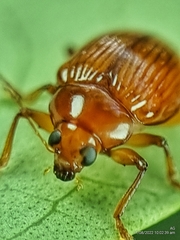 Rhyparida