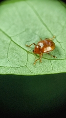 Rhyparida