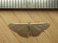 Idaea costaria