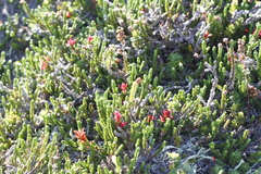 Exobasidium cassiopes