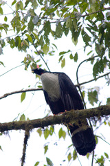 Oreophasis derbianus