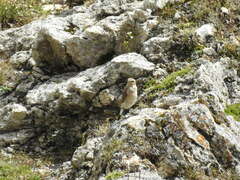 Oenanthe oenanthe