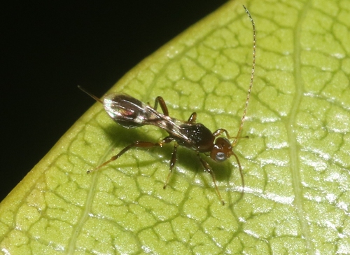 Spathius perdebilis, 2022-01-24
