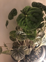 Peperomia caperata