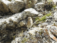 Oenanthe oenanthe