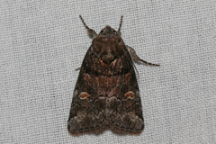 Cosmia praeacuta