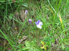 Pinguicula leptoceras