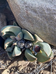 Pleiospilos compactus