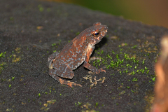 Ingerophrynus parvus