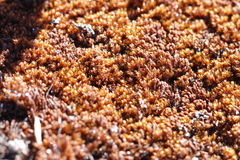 Andreaea nivalis
