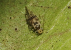 Palistreptus