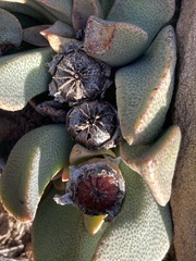 Pleiospilos compactus