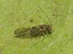 Palistreptus