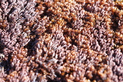 Andreaea nivalis
