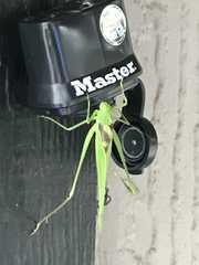 Amblycorypha oblongifolia