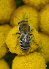 Colletes similis