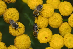 Colletes similis