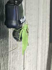 Amblycorypha oblongifolia