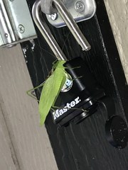 Amblycorypha oblongifolia