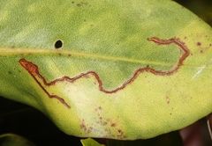 Philodoria splendida