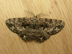 Hypomecis externaria