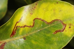 Philodoria splendida