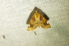 Cosmia diffinis