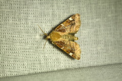 Cosmia diffinis