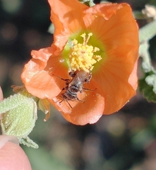Macroteropsis