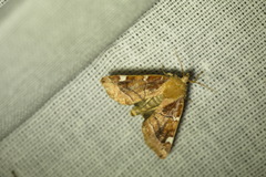 Cosmia diffinis