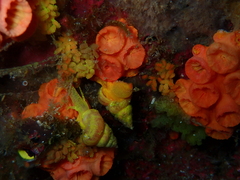 Epidendrium billeeanum