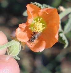 Macroteropsis