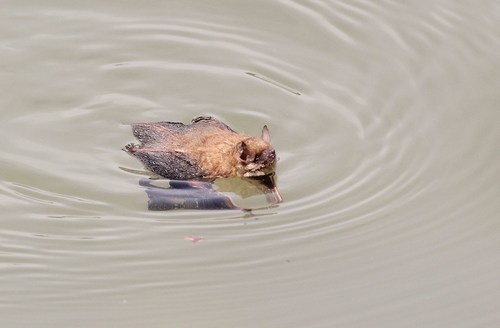 Tri-coloured Bat photographed in Pennsylvania