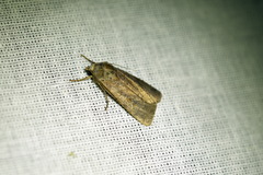 Protolampra sobrina