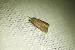 Protolampra sobrina