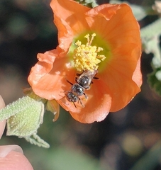 Macroteropsis
