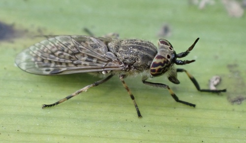 Notch-horned Cleg, Udenhout, North Brabant, NL, photo 10 of 10