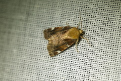 Cosmia diffinis