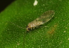 Elipsocidae