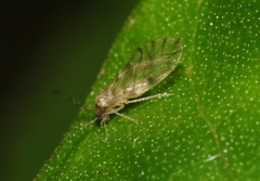 Elipsocidae