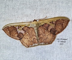 Zythos avellanea