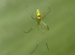 Tetragnatha kauaiensis