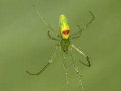 Tetragnatha kauaiensis