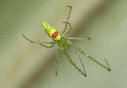 Tetragnatha kauaiensis