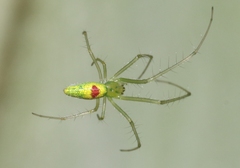 Tetragnatha kauaiensis