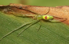 Tetragnatha kauaiensis