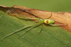 Tetragnatha kauaiensis