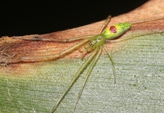 Tetragnatha kauaiensis