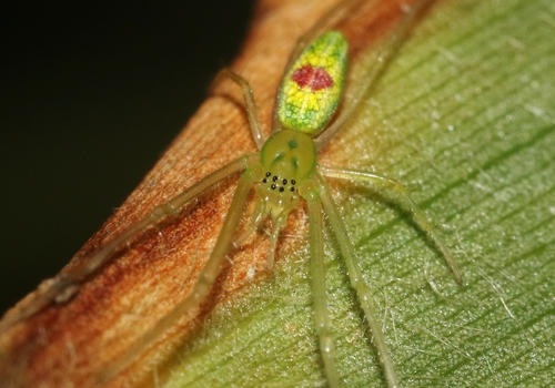Tetragnatha kauaiensis