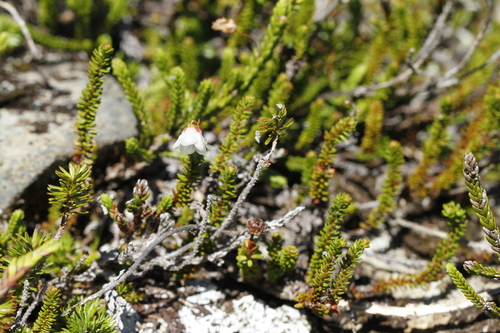 Image of Harrimanella stelleriana by (c) J Straka, some rights reserved (CC BY)